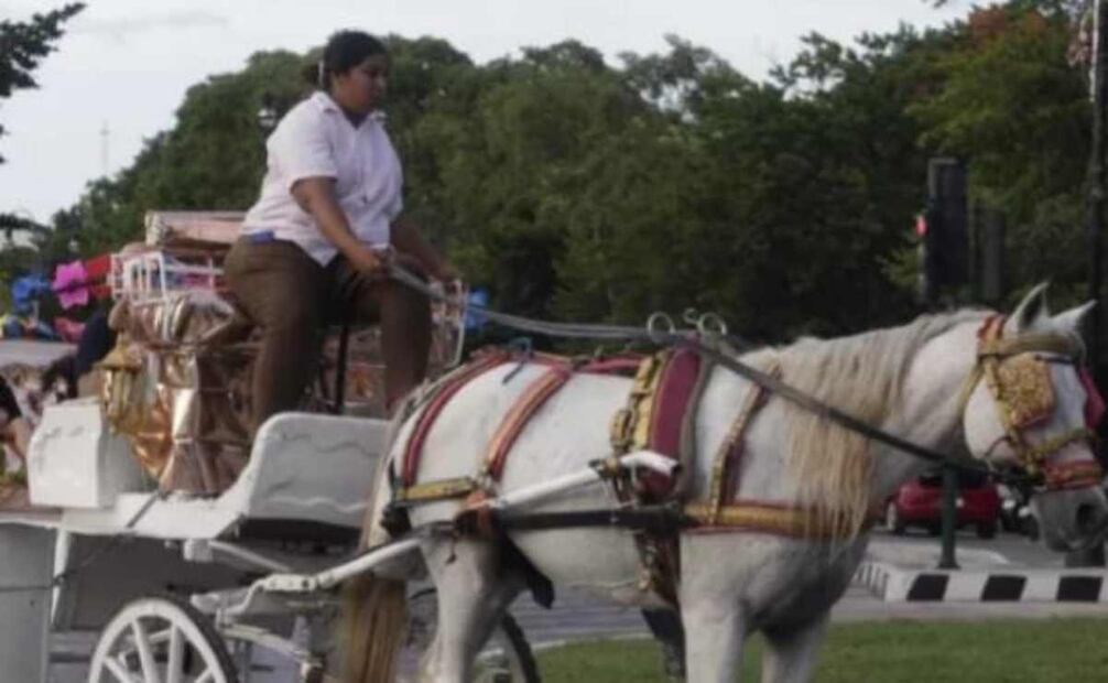 Escenas del maltrato al animal en Mérida. Foto: Especial