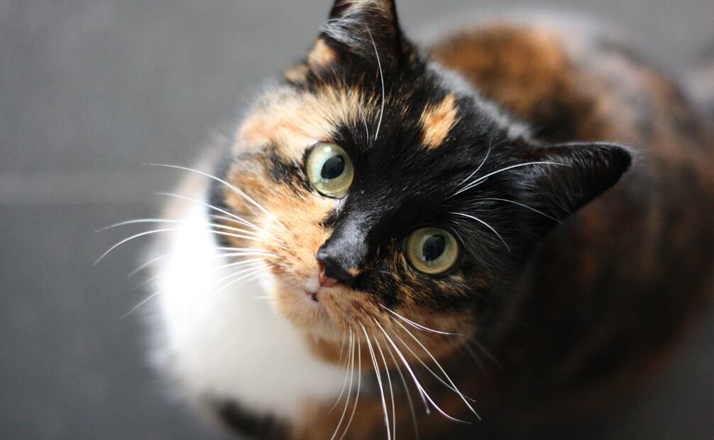 Conoce los alimentos de humano que son seguros para tu gatito. Foto: Canva