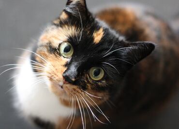 ¿Cómo quitar el olor de orina de gato en casa?; conoce algunos tips