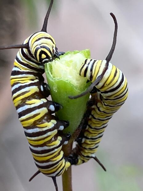 5.	Orugas devoran el folículo del algodoncillo para crecer dos mil veces más que los huevecillos. (©Omar Vidal)