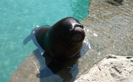 Continúa en tratamiento lobo marino del zoológico de Aragón