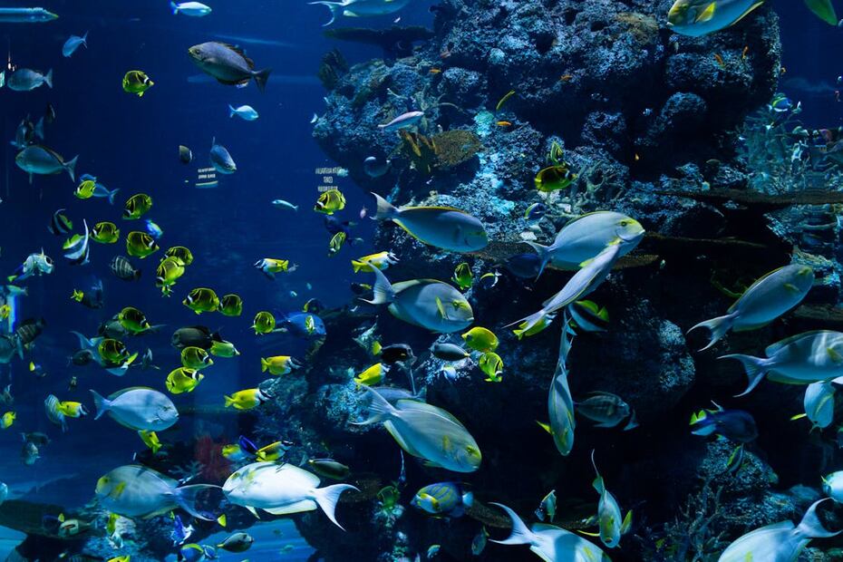 El acuario Inbursa ofrece una experiencia más estructurada para tu visita. Foto: Pexels