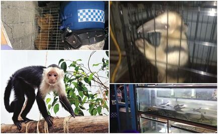 Brigada de Vigilancia Animal, al rescate de cualquier especie