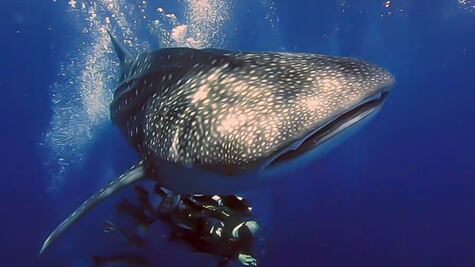 Tecnología al servicio del tiburón ballena 