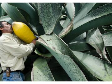 ¿Sabes cómo se prepara el pulque?