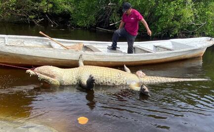 Interponen denuncia penal por muerte del cocodrilo “Lucho” en Oaxaca; falleció por cirugía no autorizada: Profepa