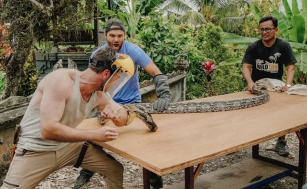 Entre mordidas, "Reyes del Dolor" buscan al animal más peligroso