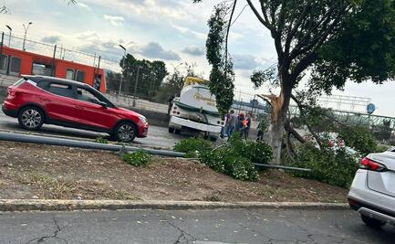 Pipa choca en Avenida Central; impacta a varios vehículos y derriba un árbol