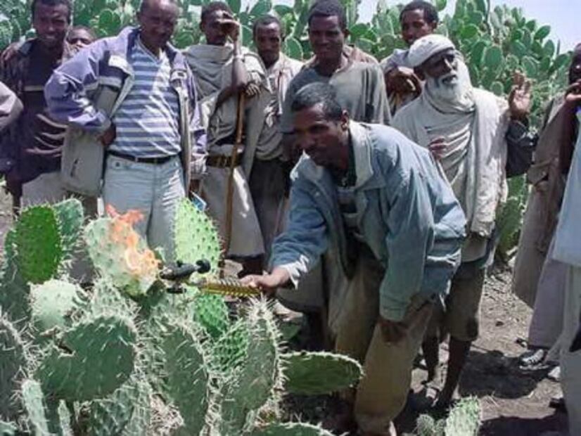 Mexicano combate hambre con nopal en África