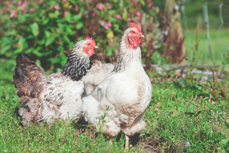 La carne del pollo puede variar de color. Foto: Unsplash