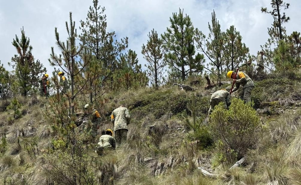 En total se plantaron unos mil 500 árboles en el Parque Nacional Pico de Orizaba en Veracruz (05/07/2025). Foto: Especial