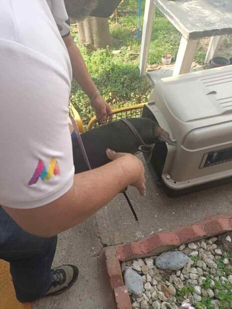 Cae sujeto por ahorcar a un perro en Cuautitlán Izcalli, Edomex  