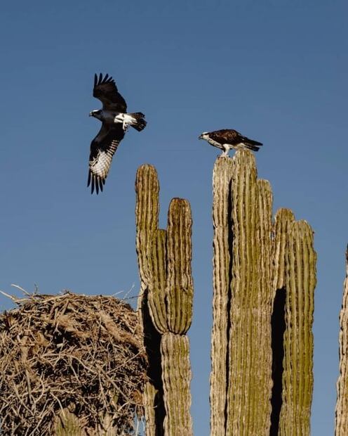 Isla Tiburón, tierra sagrada a la que no puedes llegar sin permiso