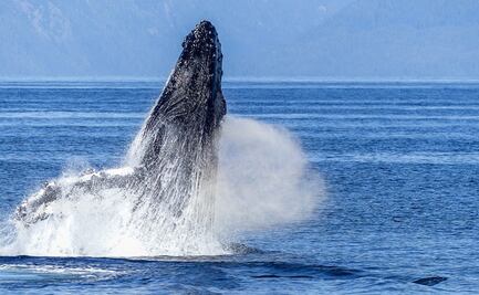 ONGs denuncian megaproyecto que atenta contra ecosistemas del Golfo de California; piden revocar contratos