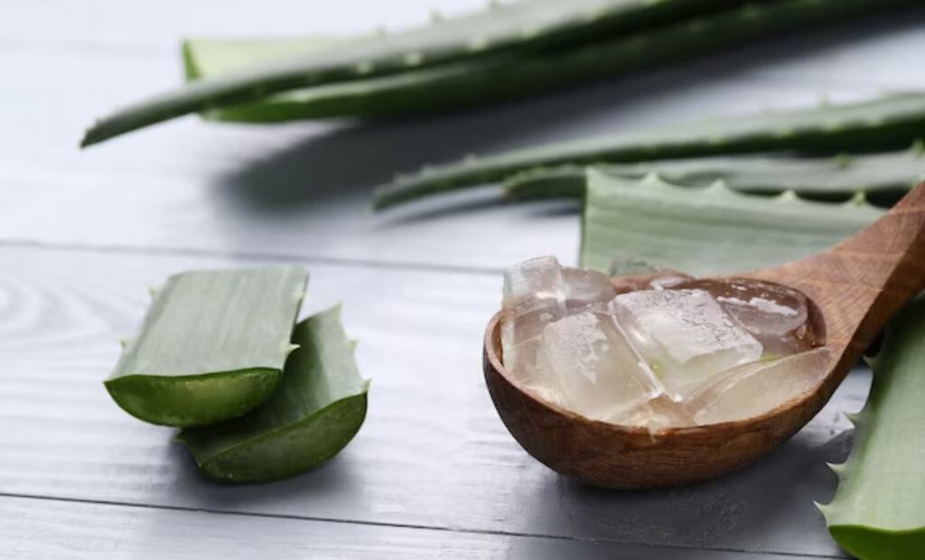 Aloe Vera. Fuente: Freepik