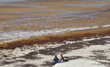 Mexico to spend US$9.1 million on seaweed cleanup