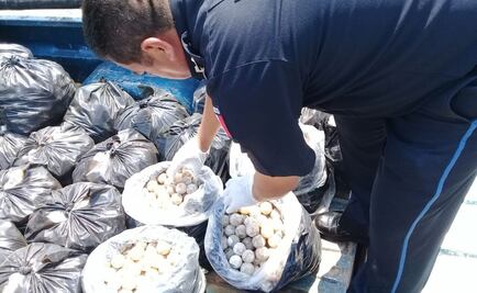 Asegura Policía Federal más de 22 mil huevos de tortuga marina en Oaxaca