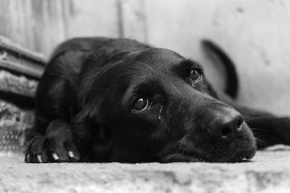 El vínculo imborrable con nuestros perros y el duelo tras su partida. Fuente: Freepik.