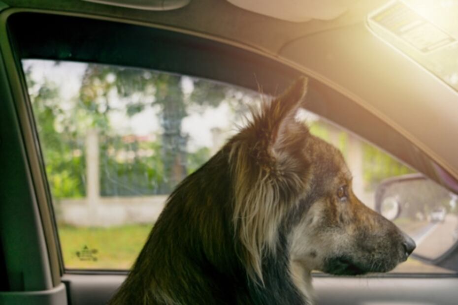 Llevar mascotas sueltas en el coche aumenta accidentes: estudio