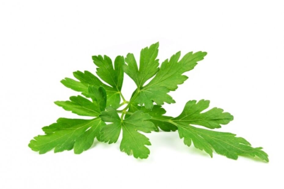 Diferencias entre cilantro y perejil