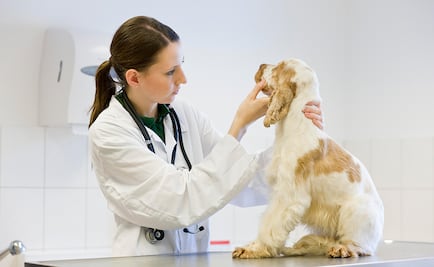 La salud de tu mascota importa: qué considerar al comprarle alimento