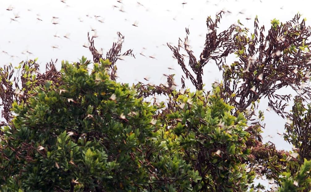 La mayoría de las mangas llegaron al país a través de la frontera con Guatemala, pues los encargados del país centroamericano no ejercían una exterminación de la plaga, sólo la ahuyentaban y permitían su avance hacia México. Foto: Raúl Estrella/EL UNIVERSAL.