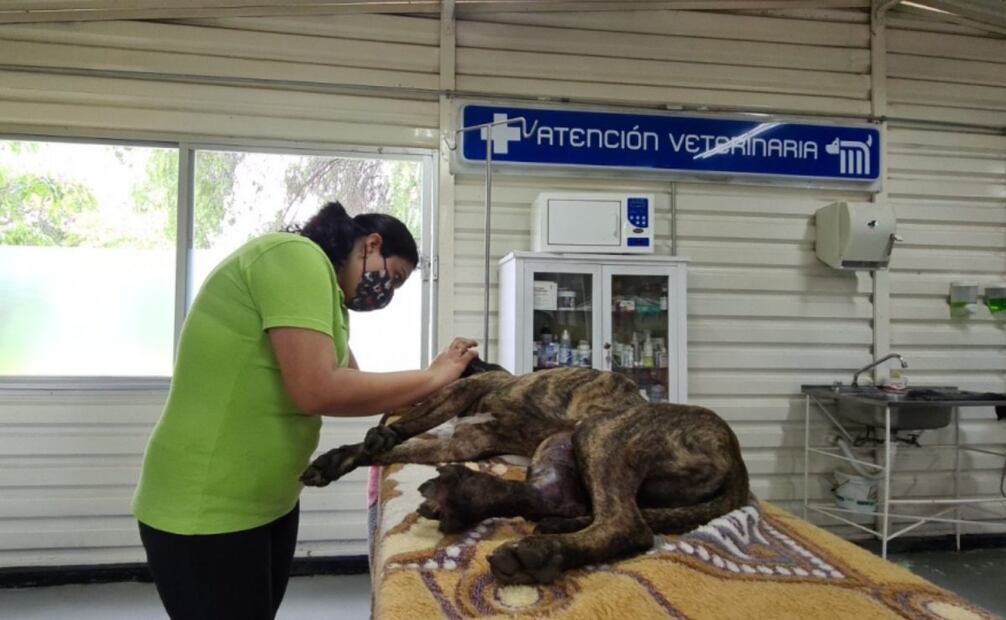 Centro de Transferencia Canina cuida y da tratamiento a los lomitos rescatados (31/12/2024). Foto: Especial
