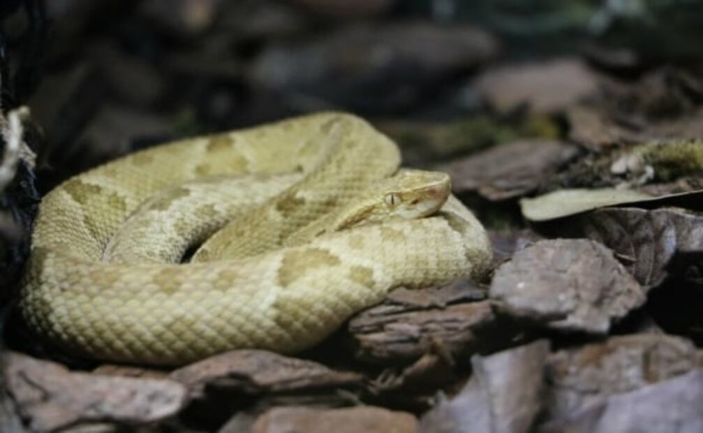 La isla habitada por serpientes letales, donde los humanos están vetados