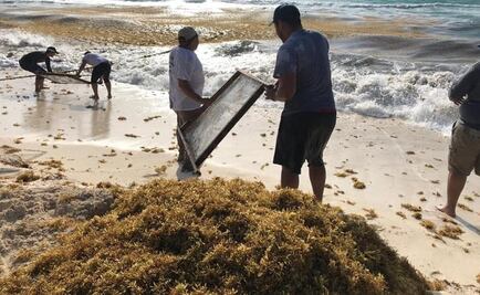 Senado deja en "congeladora" dictamen que aborda problemática del sargazo