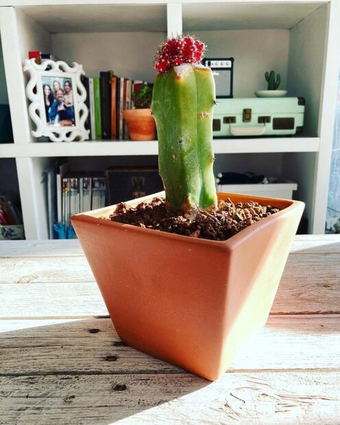 Alerta Plant Lady: el cactus que será tu nueva obsesión