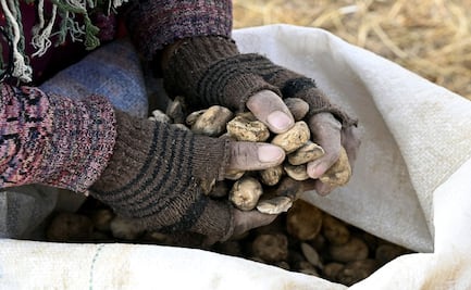 El chuño, el método ancestral para conservar las papas por 20 años
