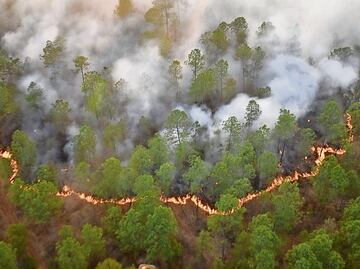 Registran aumento de incendios forestales