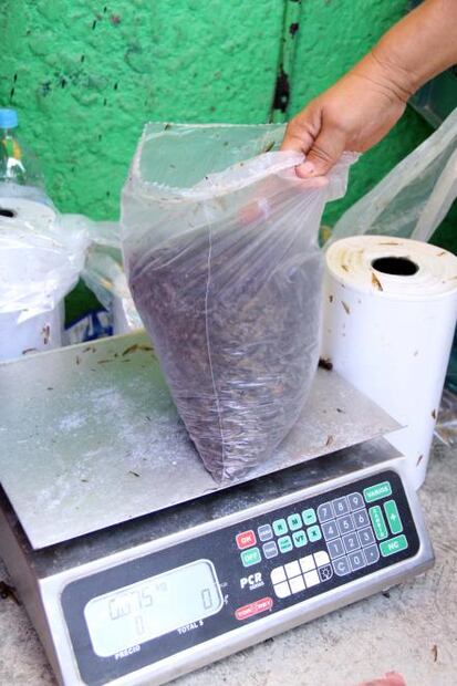 Chicatanas: manjar de la gastronomía oaxaqueña