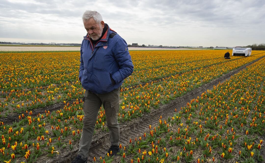 El robot cuadrado, que lleva el nombre de un empleado jubilado de la granja WAM Pennings cerca de la costa holandesa del Mar del Norte, es una nueva arma de alta tecnología en la batalla para erradicar las enfermedades de los campos. Foto: AP