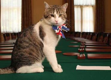 Larry, el gato más famoso de Londres con "habilidades como ratonero"
