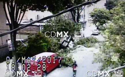 Casi 70 árboles caídos por fuertes vientos en la CDMX
