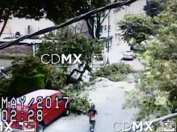 Casi 70 árboles caídos por fuertes vientos en la CDMX