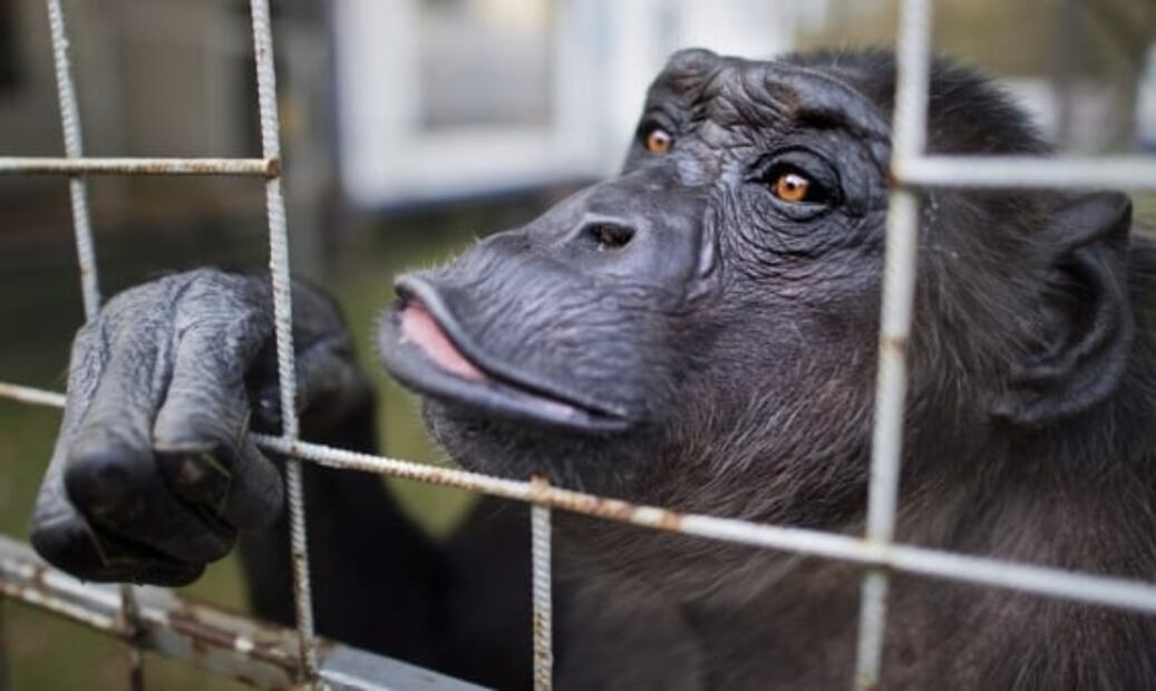 Estudio revela que los chimpancés también sufren trastornos mentales como ansiedad y depresión