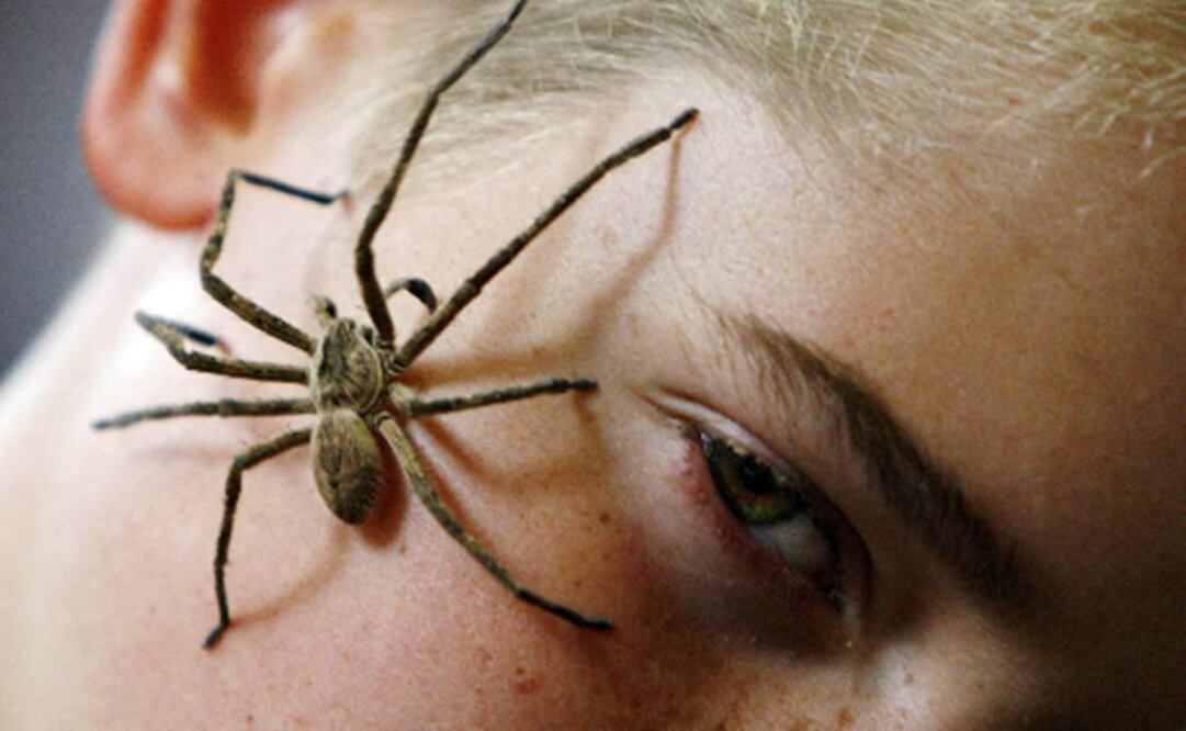 Insectos representan más de la mitad de la biodiversidad del mundo. Foto: Archivo