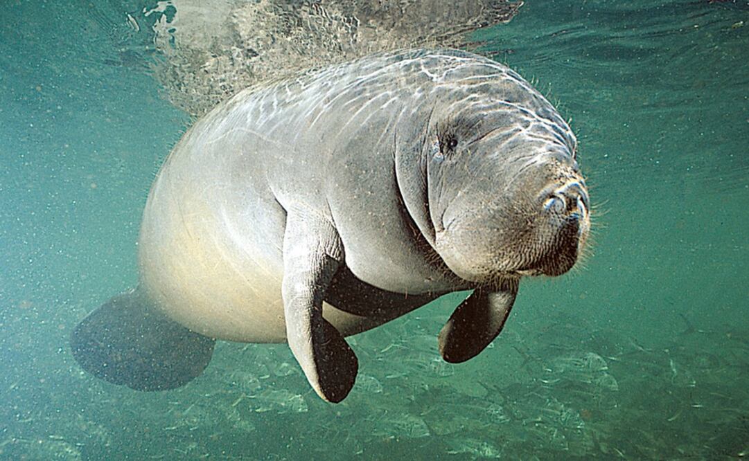 Manatees are considered an endangered species – Photo: Patrick M. Rose/EFE