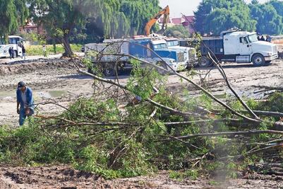 Se quejan por tala de árboles en Toluca 