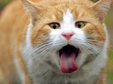 Qué hacer si tu gato tose como si tuviera algo en la garganta; conoce cual es el tratamiento