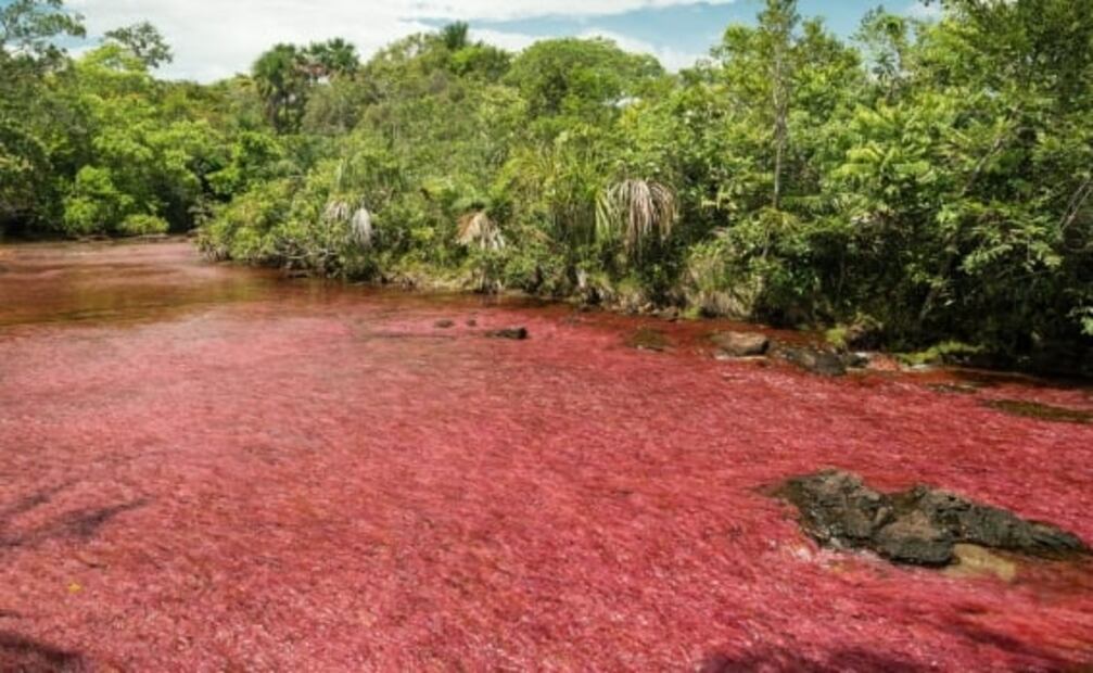 Caño Cristales, el río de colores que perteneció a las FARC