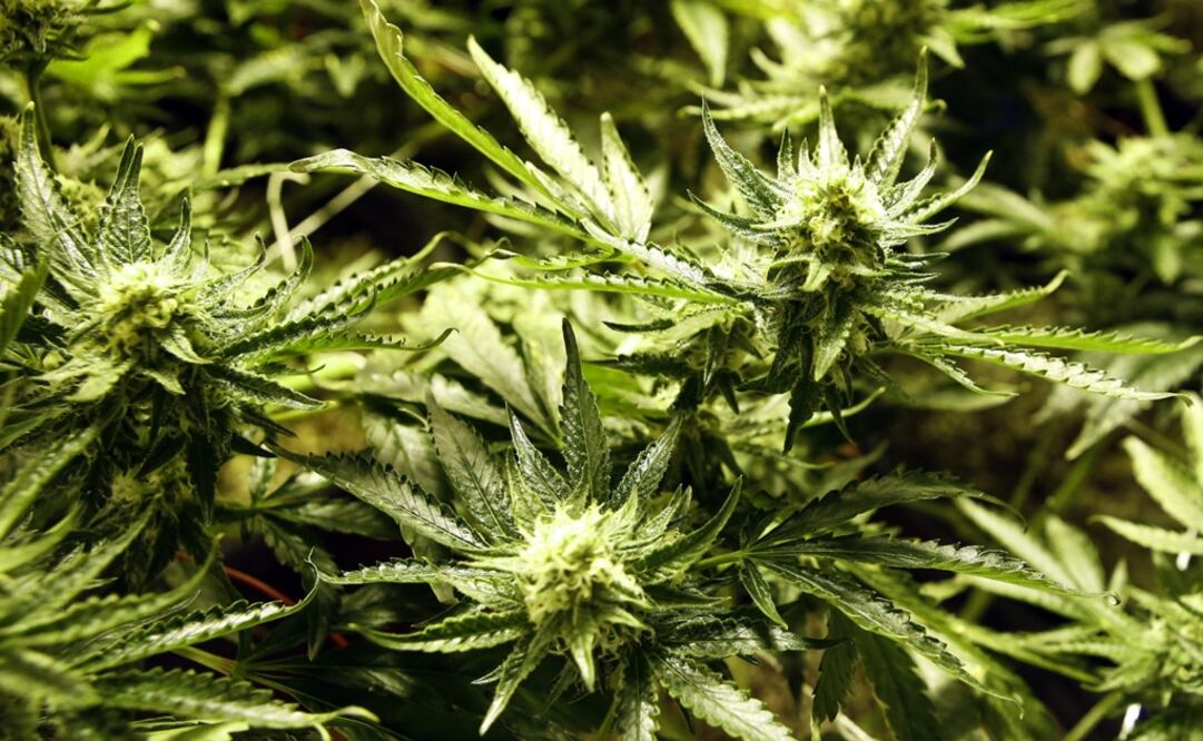 The purpose of the study is to evaluate the substance’s effects on glucose metabolism, neuropathic pain, and depression - Photo: Ed Andrieski/AP