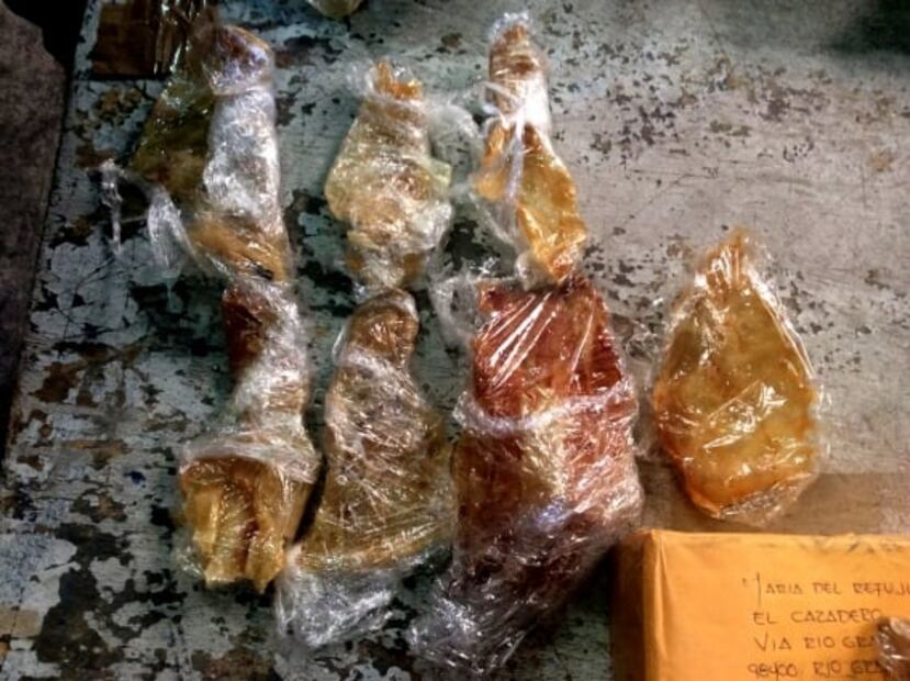 Totoaba: cien años de pesca y tráfico 