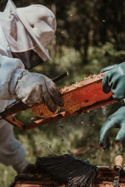 Este es el paso a paso para recolectar miel de abeja directo de su colmena