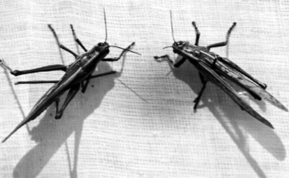 Langostas en 1925. Se les llamó “plaga de Egipto” por el relato bíblico de Moisés y las 10 terribles desgracias que azotaron al imperio egipcio para liberar a los hebreos. Las langostas son una de las amenazas agrícolas más antiguas de la historia. Foto: Mediateca INAH.