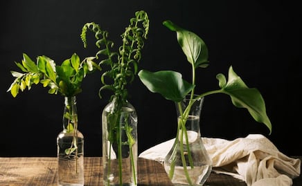 Estas son 5 plantas de interior que crecen en agua