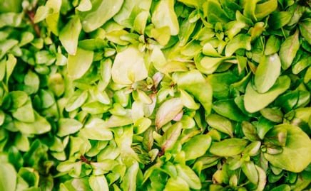 La verdura con alto contenido en proteína que recomiendan los médicos para acompañar tus comidas