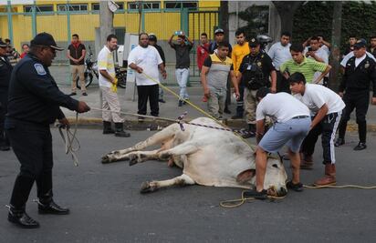 Escapan toros y corren en calles de Iztapalapa